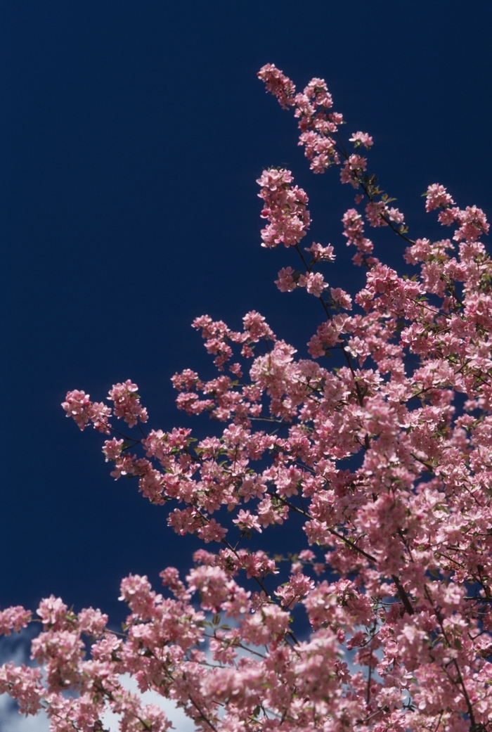 Quince Apple Blossom 3 Gal