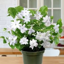 Arabian Jasmine, 6"