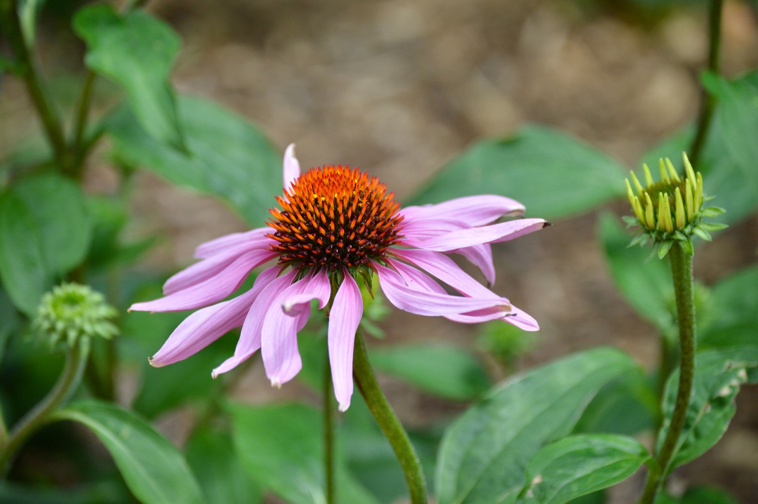 Echinacea Purpurea