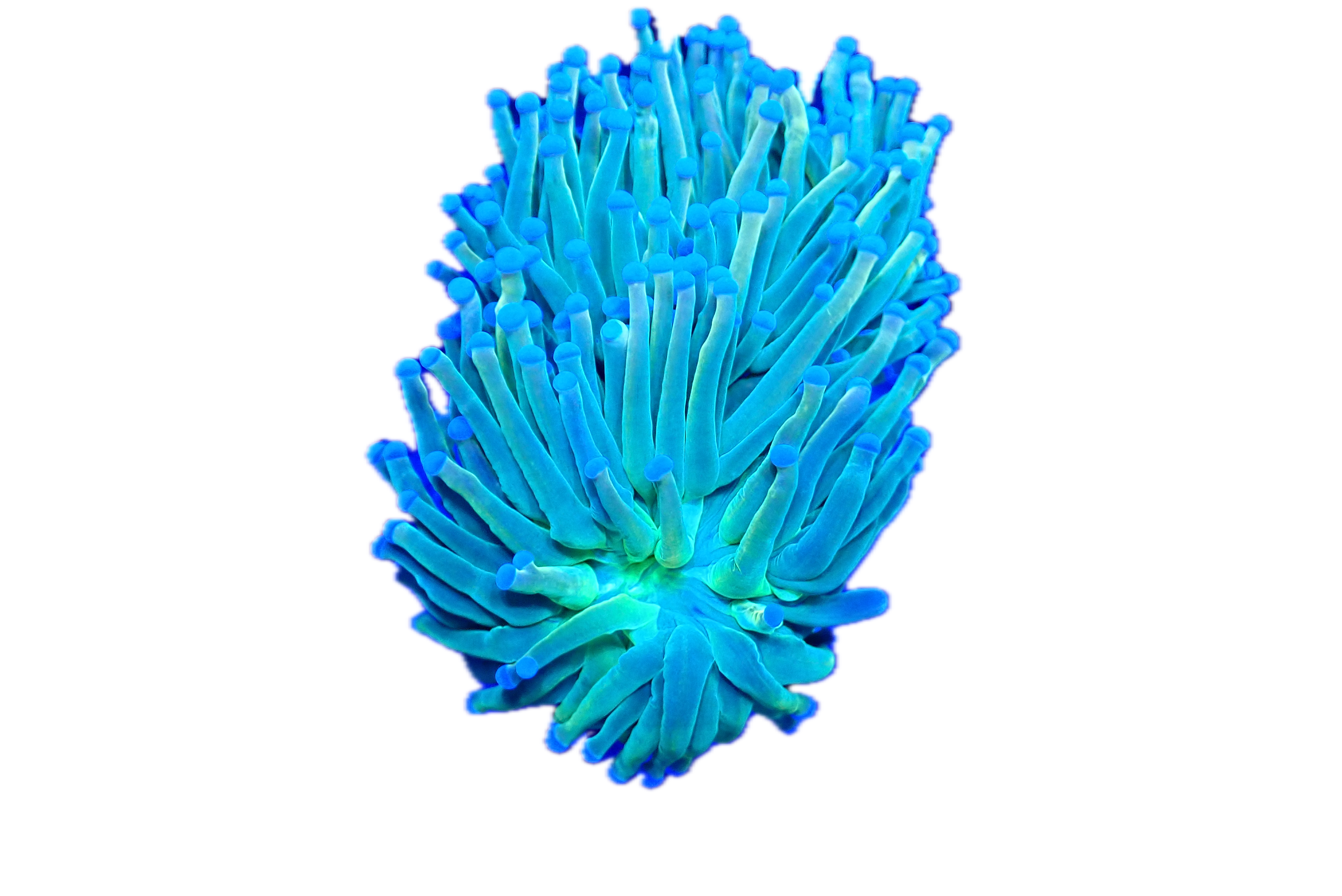 HOLY GRAIL TORCH ( BORNEO )