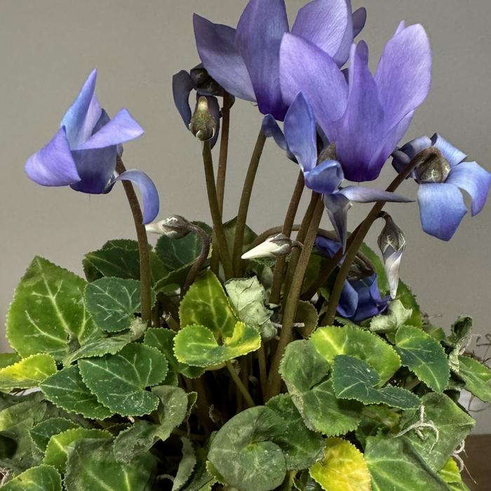 Cyclamen 4"