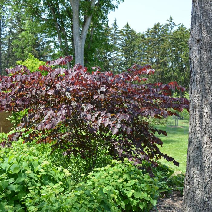 Redbud Golden Falls 10 Gal