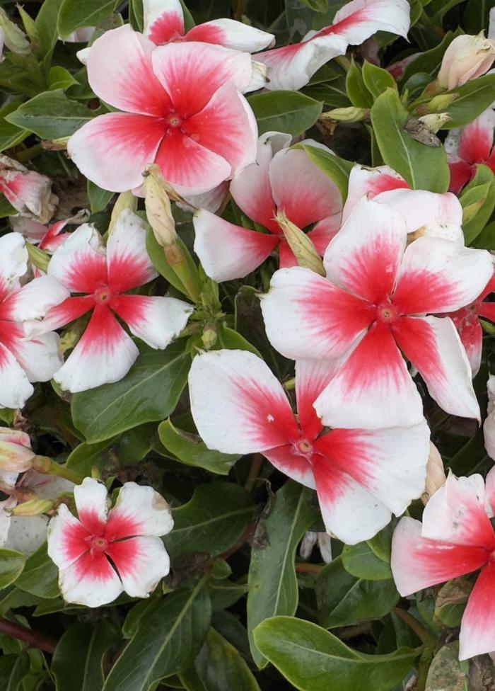 Vinca Nirvana XDR Blush Splash 1 Gal