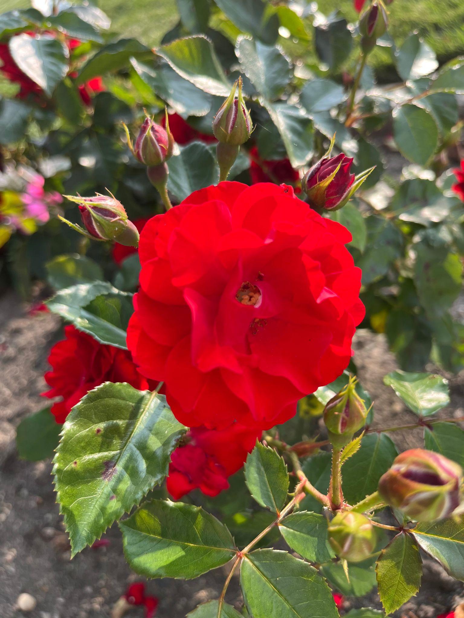 Red Knock Out® Rose (Rosa 'Radrazz')