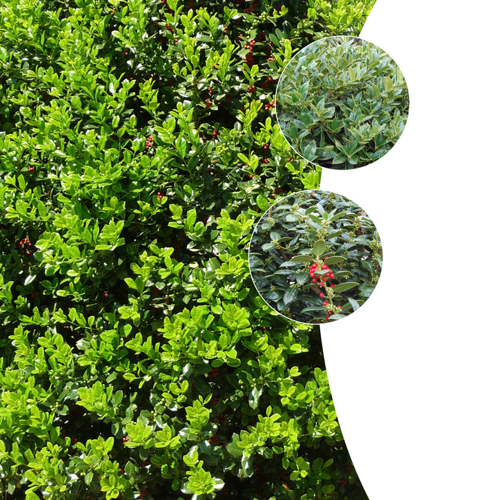 Needlepoint Holly 5 Gal