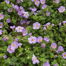 Bacopa, 4.5"