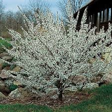 Nanking Cherry (Prunus), Bare Root