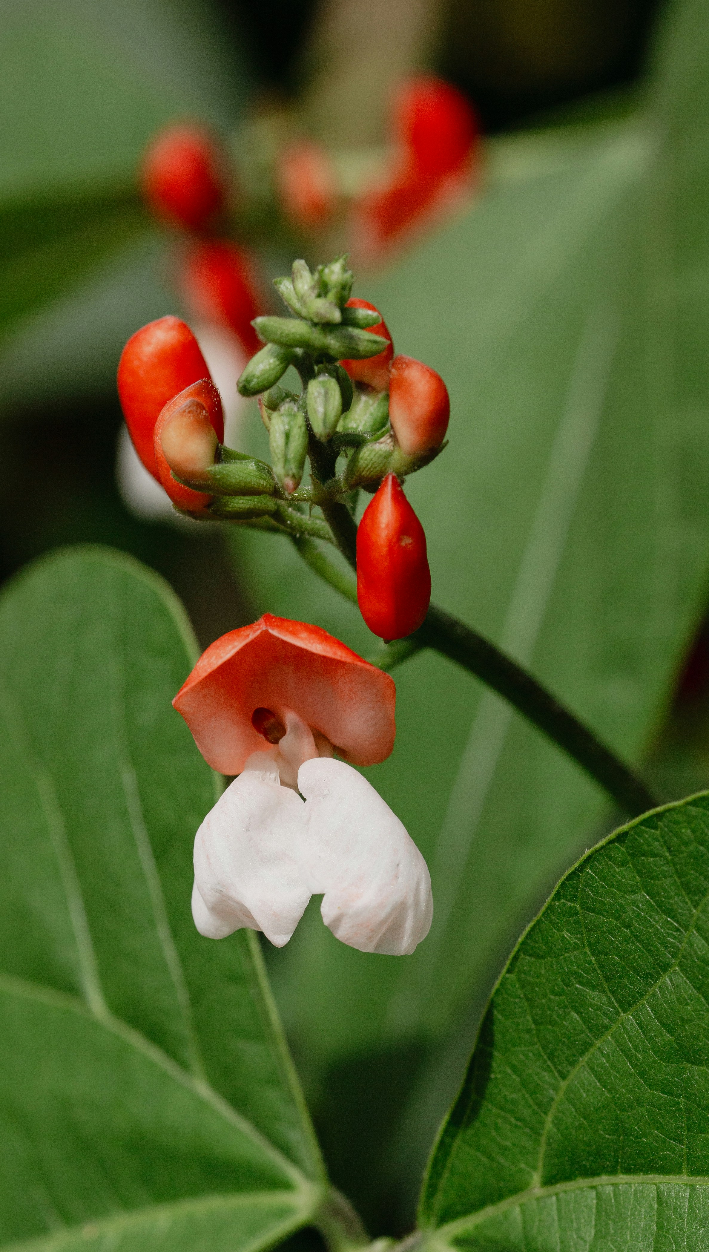 Scarlet Runner Bean