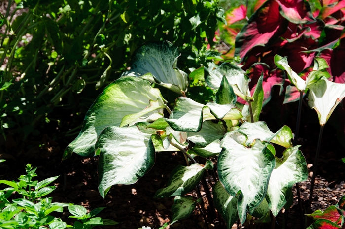 Caladium White Queen Quart