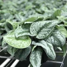 Scindapsis Silver Satin Pothos, 6"