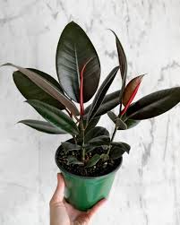 Ficus 'Burgundy' (Rubber Plant)