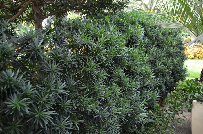 Podocarpus Mood Ring 3 Gal