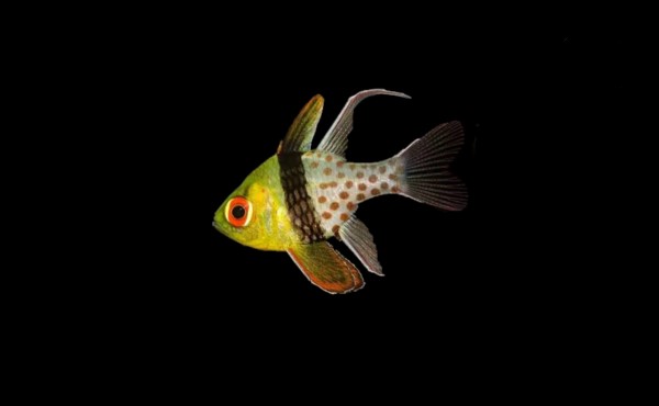 Pajama cardinalfish