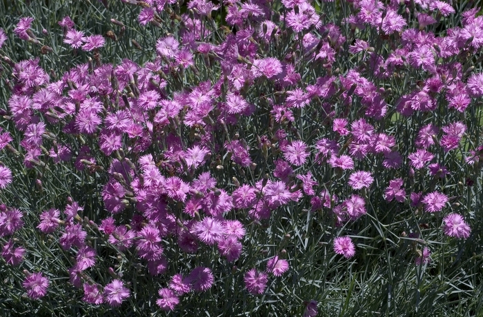 Dianthus 6"