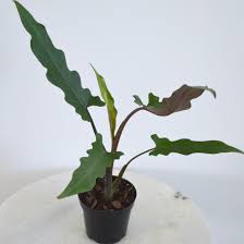 Apoballis 'Purple Sword', 6"