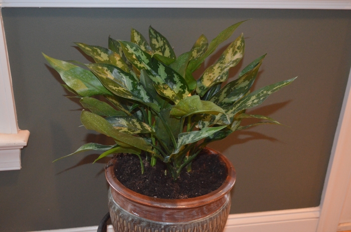 Aglaonema 14"