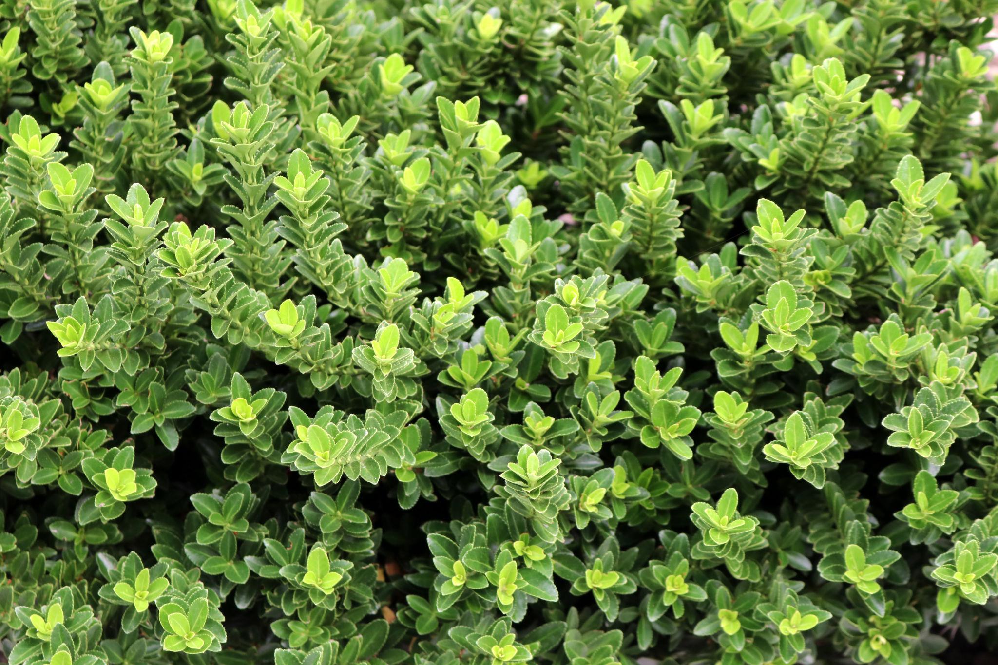 Buxus Green Velvet