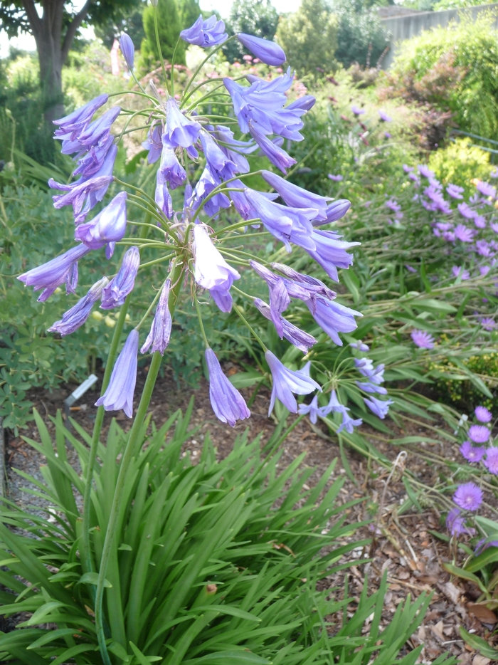 Agapanthus 3 Gal