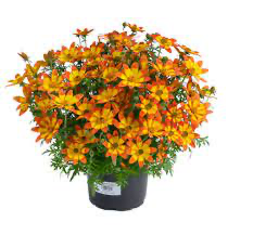 Bidens, 4.5"