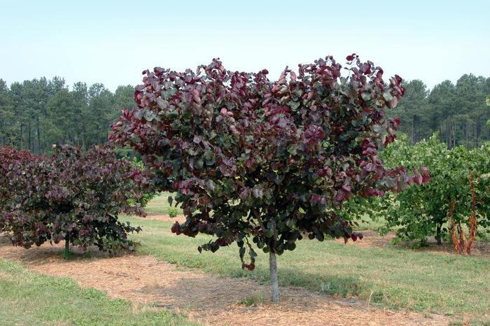 Redbud Midnight Express 15 Gal 7-8'