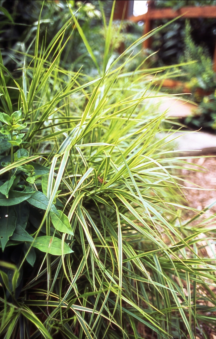 Carex Evergold 1 Gal