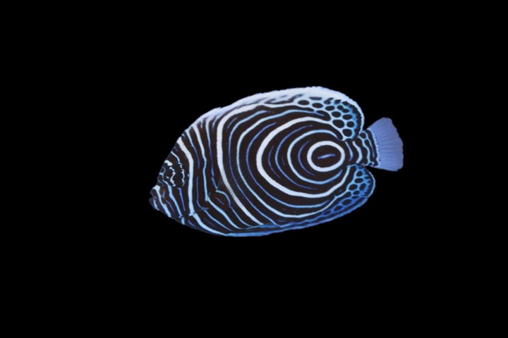 Emperor Angelfish