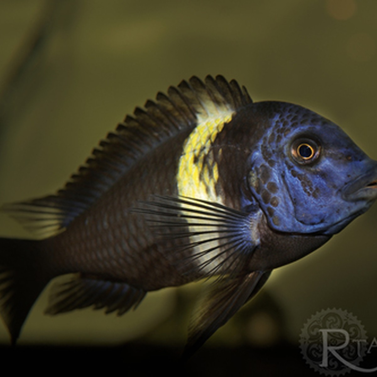 Tropheus Duboisi