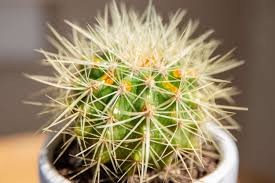 Golden Barrel Cactus, 6"