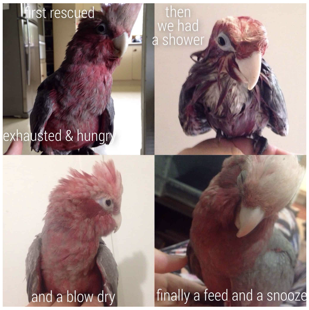 Naturally Positive - Full Set of 22