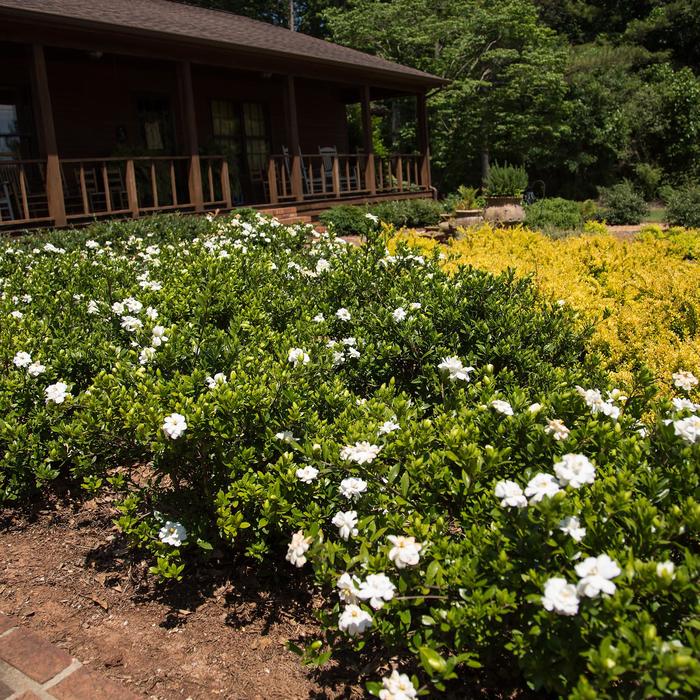 Gardenia Frost Proof 7 Gal
