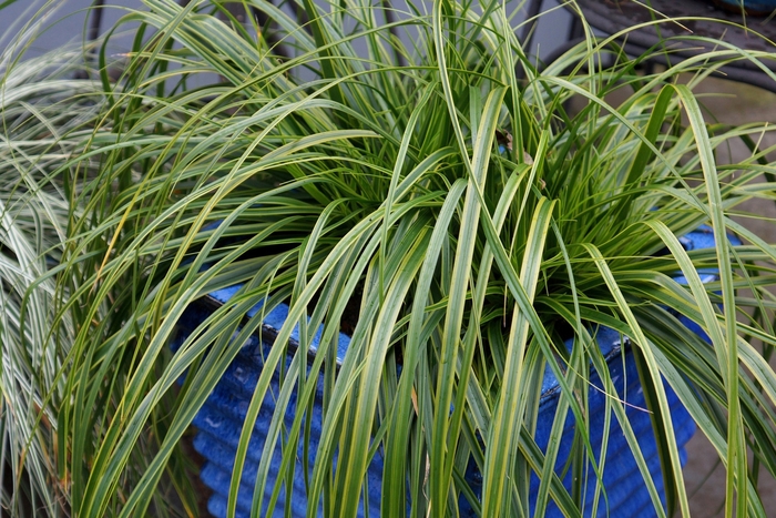 Carex Evercolor Everlite 1 Gal