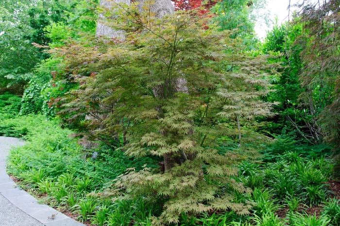 Japanese Maple Moonfire 25 Gal