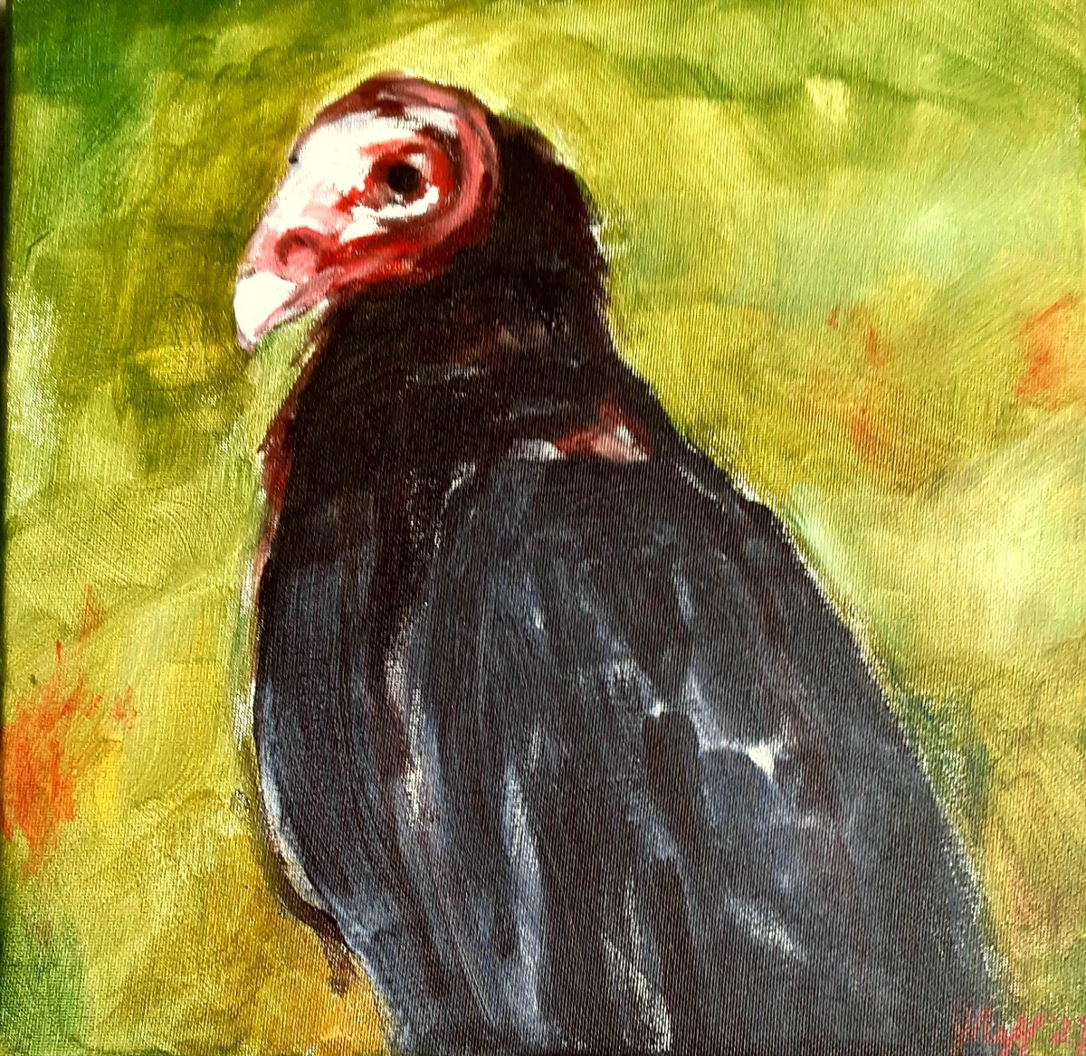 Turkey Vulture