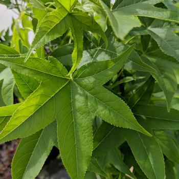Slender Silhouette Sweetgum 15 Gal