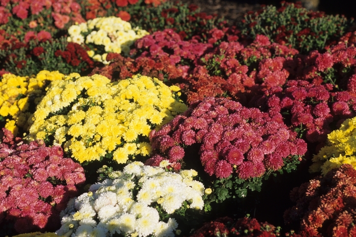 Mum Sunrise Yellow 8"