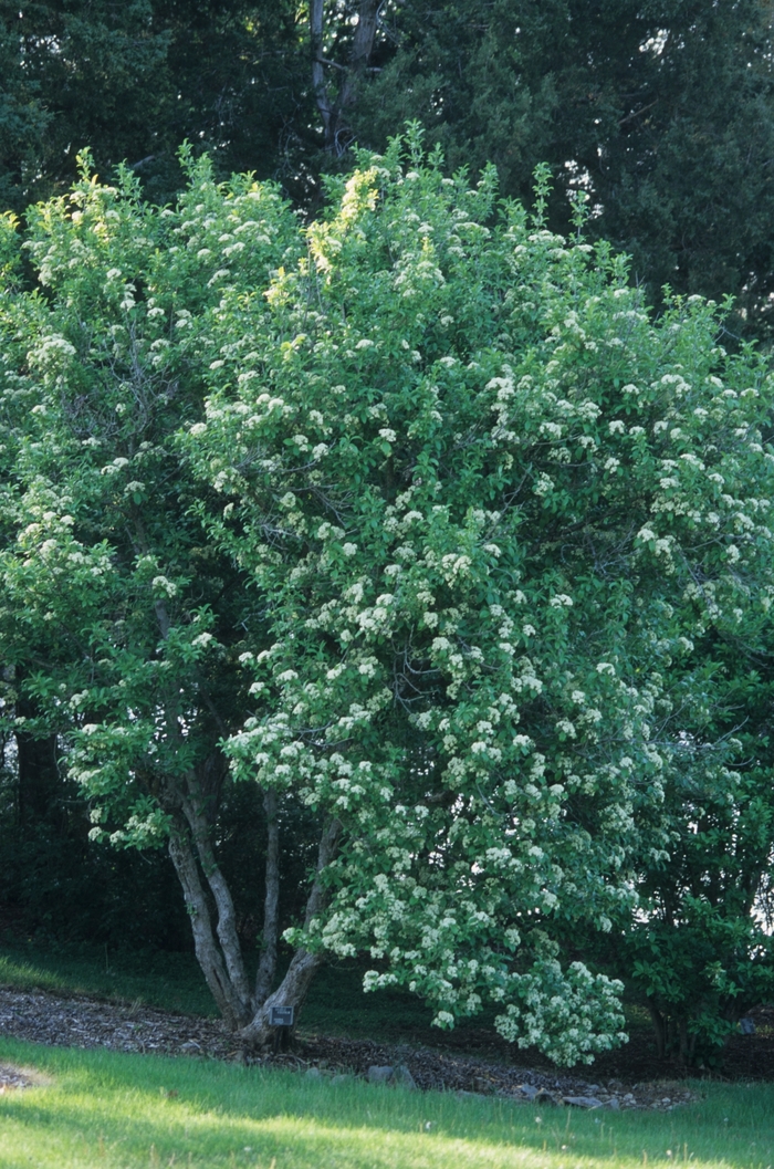 Viburnum Tinus Robustum 5 Gal