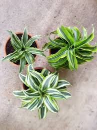 Dracaena 'Dragon Series'