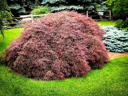 Tamukeyama Japanese Maple (Acer)