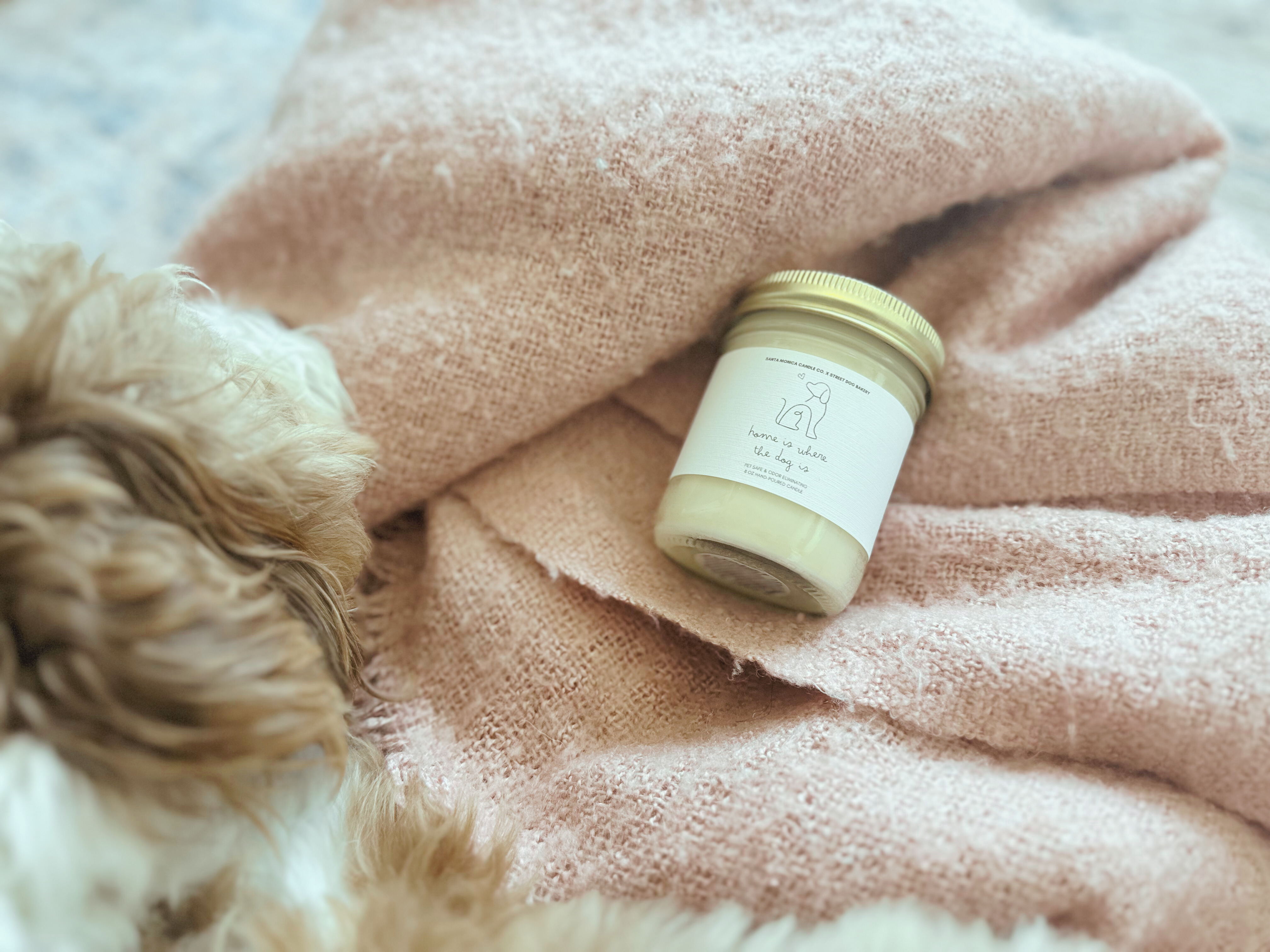 Home Is Where The Dog Is