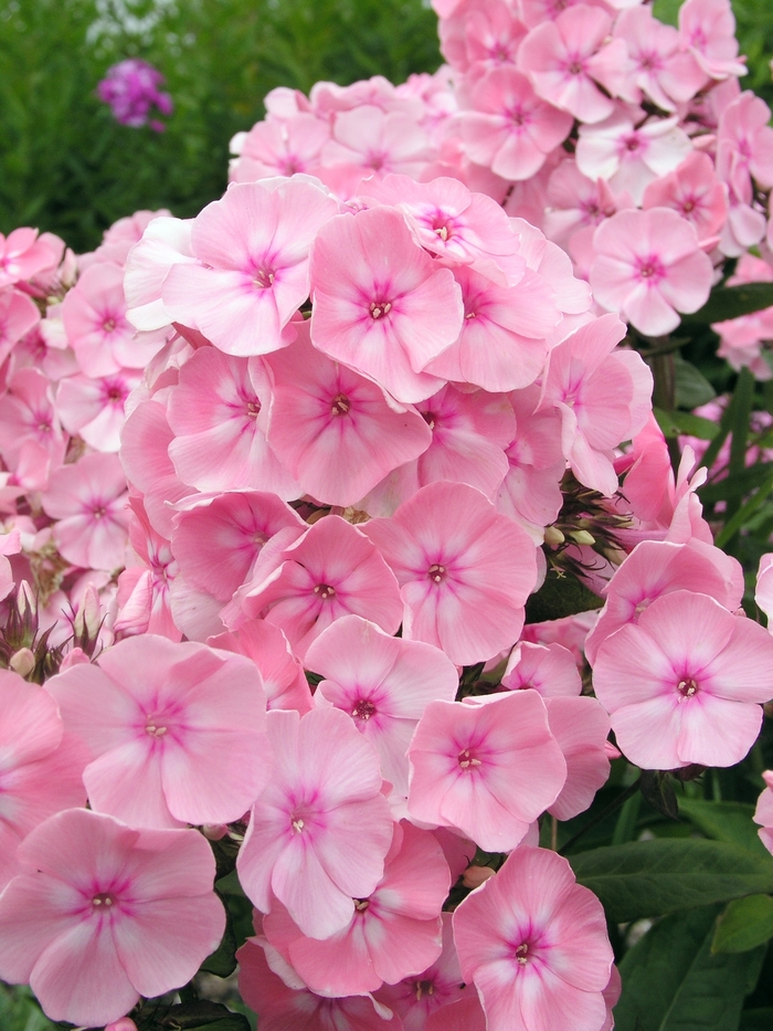 Phlox Fashionable Early Crystal Quart