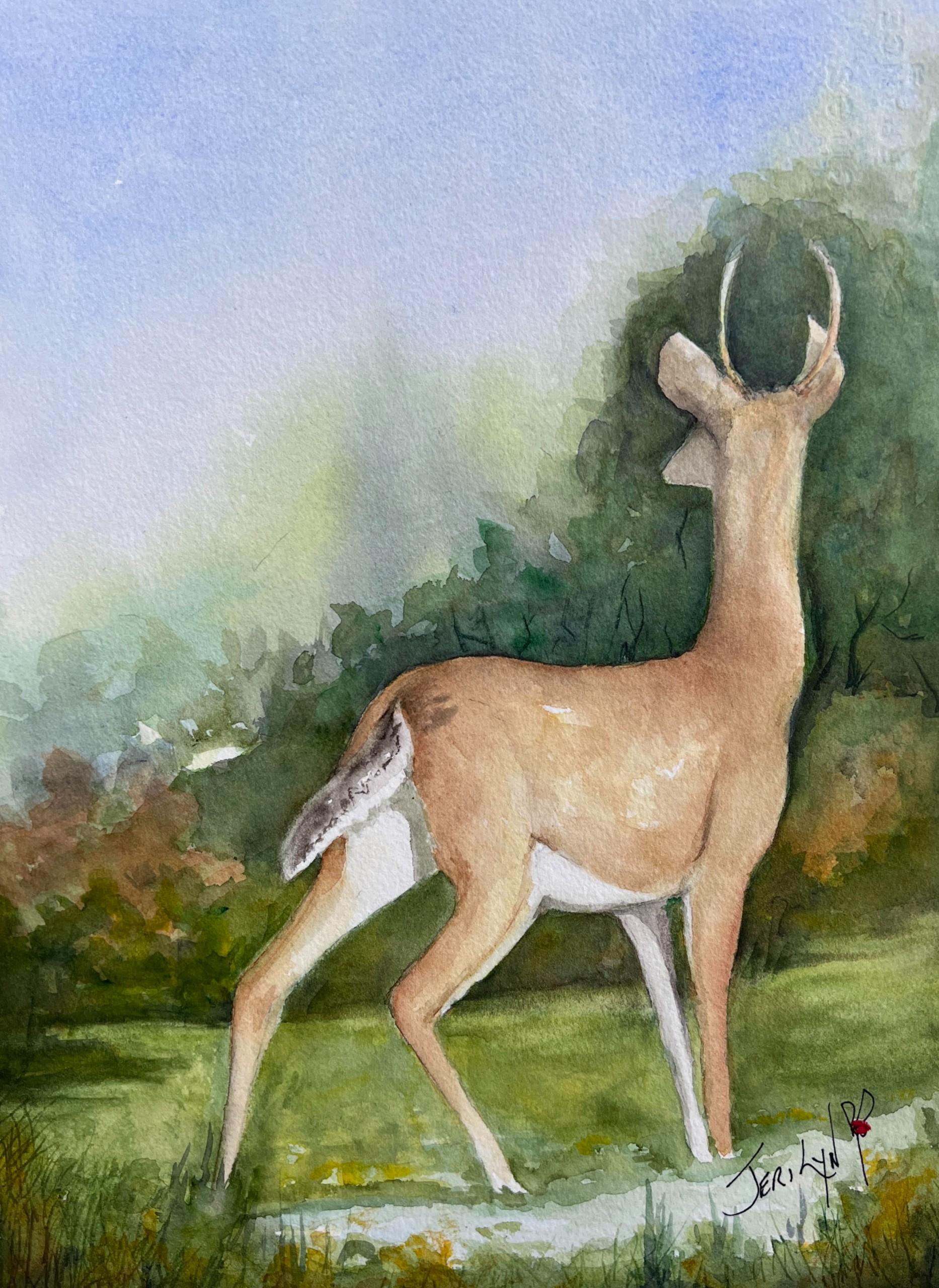 Stillness in the Glade