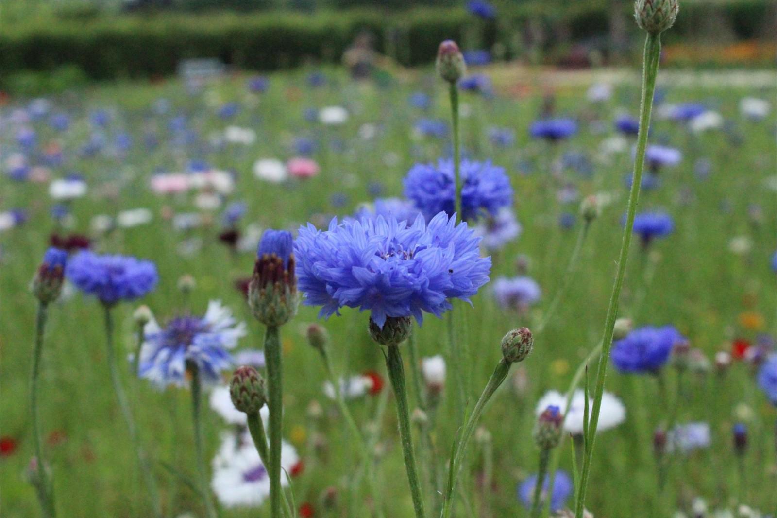 2x Cornflower 'Blue Boy' Plug Plants – RHS Plants for Pollinators!