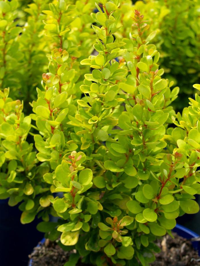Barberry Golden Ruby 2 Gal