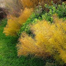 Butterscotch Amsonia, 1 gallon