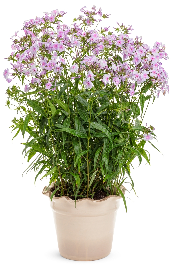 Phlox Opening Act Romance 1 Gal PW