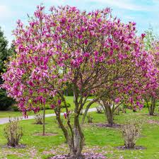 Jane Magnolia, 3 gallon