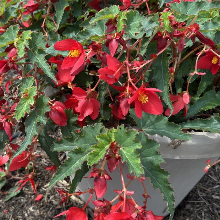 Begonia Shine Bright White 10" HB