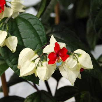 Bleeding Heart Glorybower 1 Gal