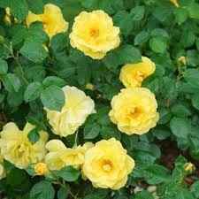 The Champion Yellow Rose, 3 gallon