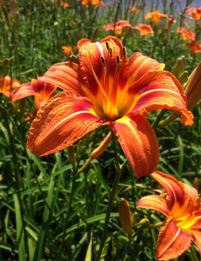 Daylily Endlesslily Coral 1 Gal